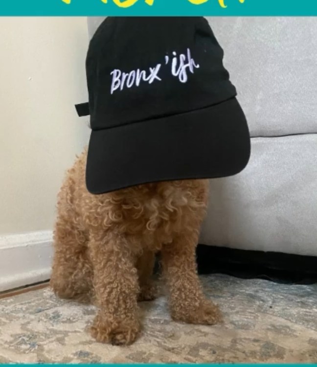 Black Bronx &rsquo;ish embroidered cap modelled by a very small dog